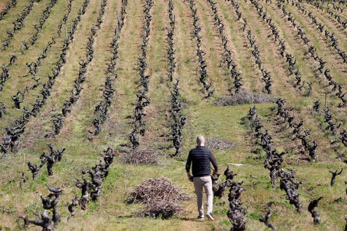 Archivo - Una persona trabaja las cepas viejas del viñedo familiar en Bembibre, a 12 de abril de 2024, en Bembibre, León, Castilla y León (España). 