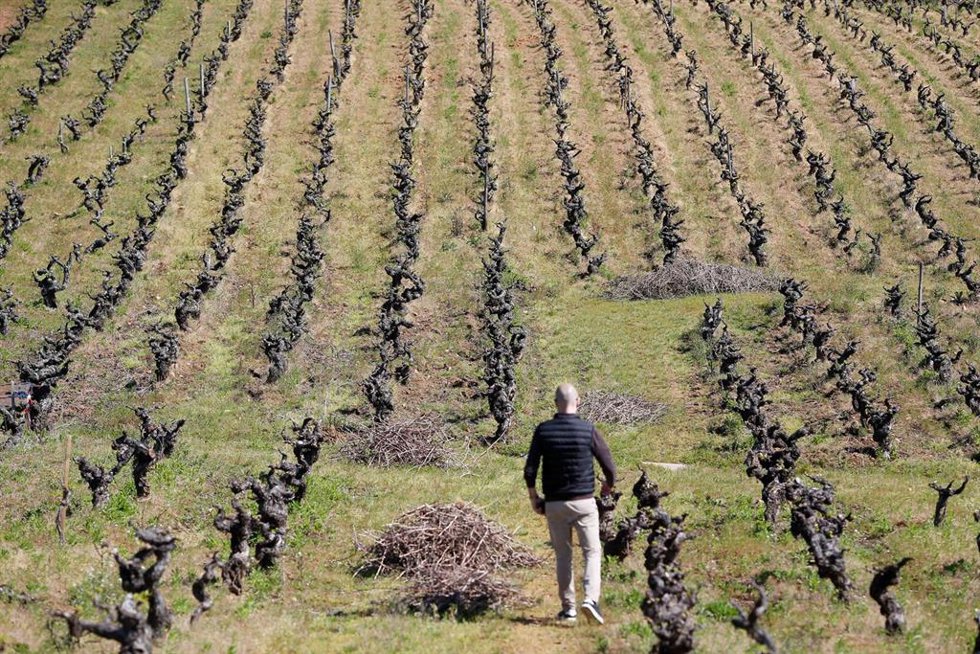 Archivo - Una persona trabaja las cepas viejas del viñedo familiar en Bembibre, a 12 de abril de 2024, en Bembibre, León, Castilla y León (España). 
