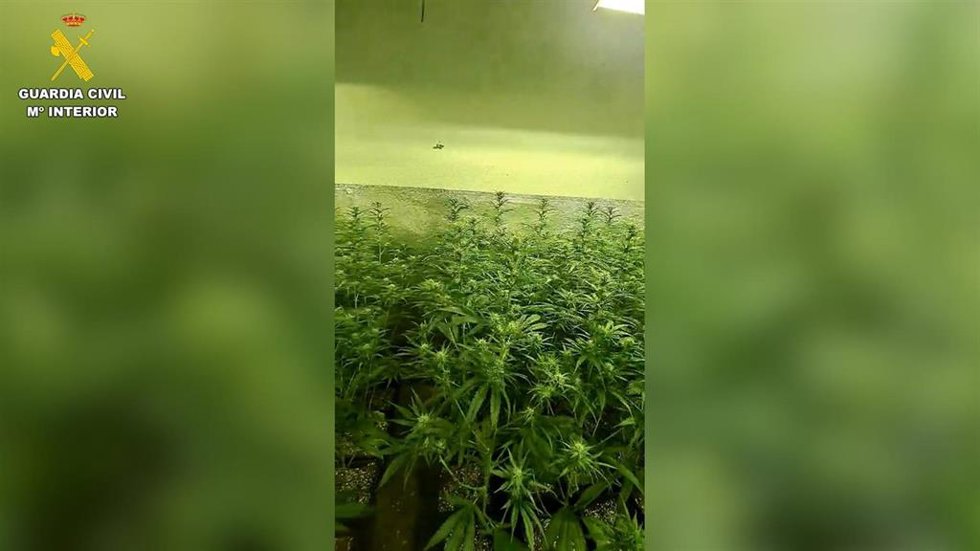 Desmantelan dos plantaciones de cultivo y elaboración de marihuana indoor en la localidad de Seseña