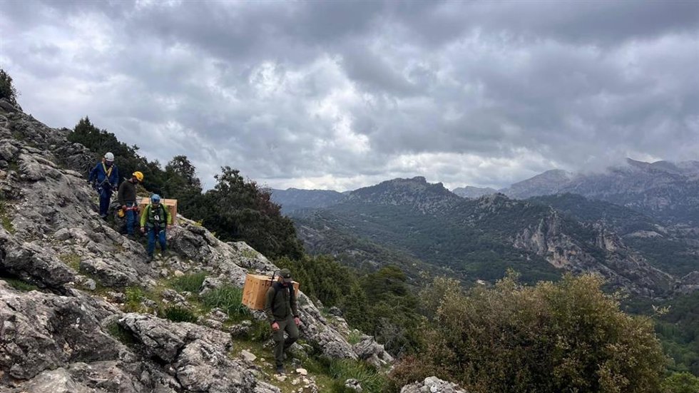 Varias personas cargan con las cajas que llevan a los quebrantahuesos para su liberación en el Parque Natural de Cazorla, Segura y Las Villas.