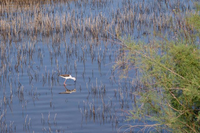 Archivo - Fauna en el corredor verde del Guadiamar,.