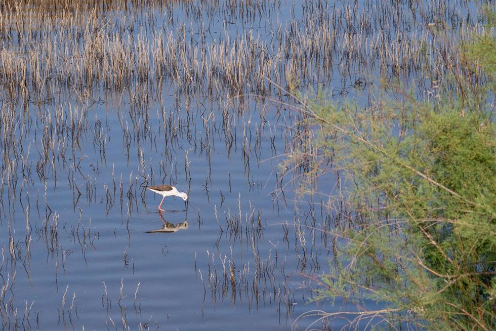 Archivo - Fauna en el corredor verde del Guadiamar,.