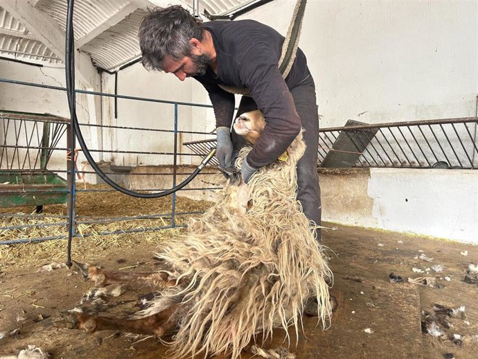 Proceso de esquilado de ovejas del IMIDRA, en la Comunidad de Madrid.