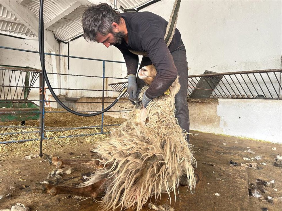 Proceso de esquilado de ovejas del IMIDRA, en la Comunidad de Madrid.