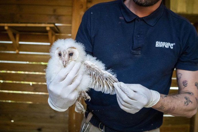 Reintroduïxen pollets d'òliba comuna a zones periurbanes de València