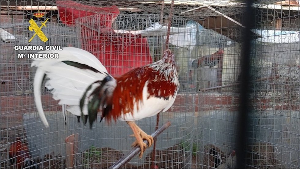 Gallos de pelea intervenidos.