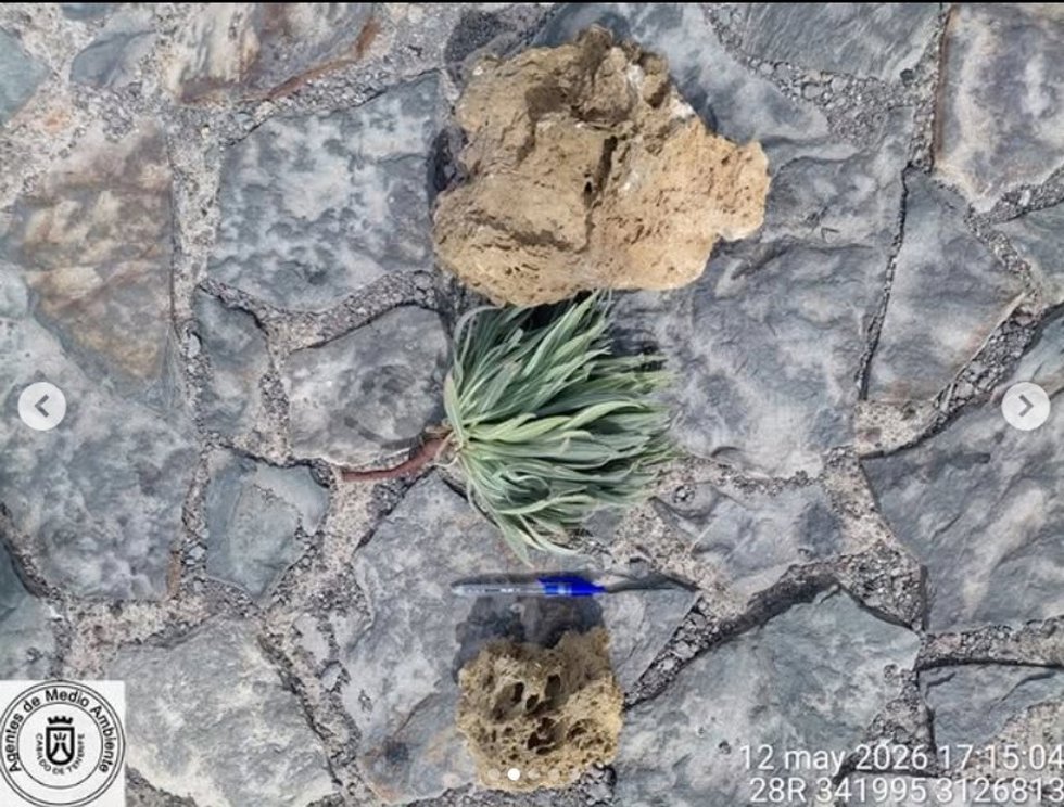 Sucesos.- Sorprendidos dos turistas en el Teide llevándose un ejemplar de tajinaste rojo y rocas volcánicas