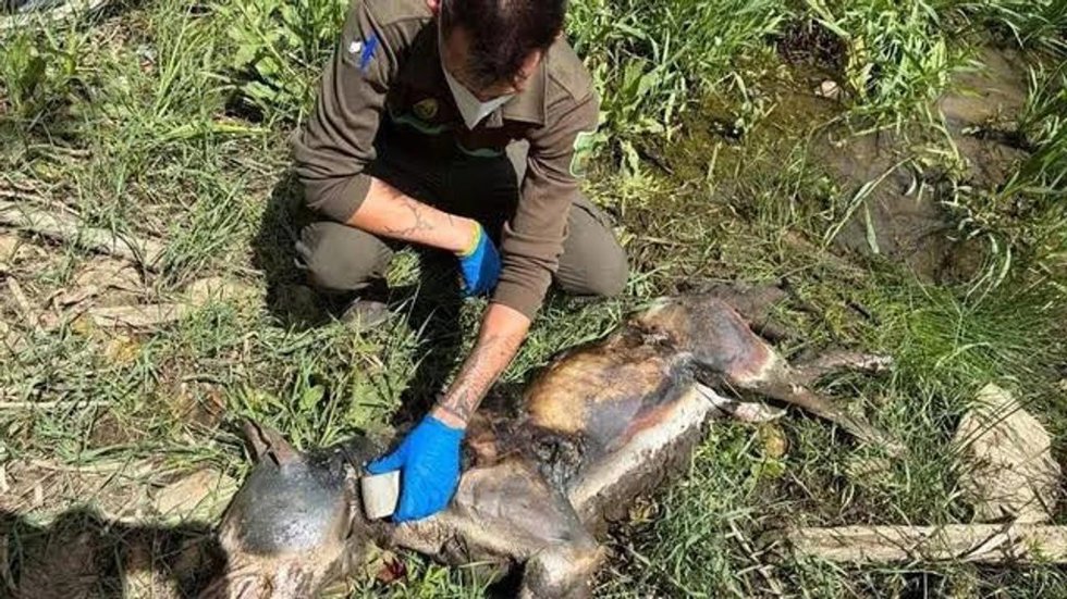 El lobo muerto hallado en Zamora