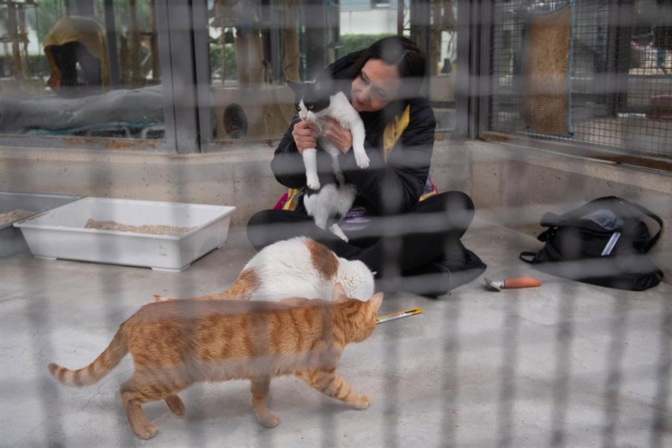 Archivo - Gatos durante la jornada de puertas abiertas en el Centro de Protección Animal de Madrid Salud.