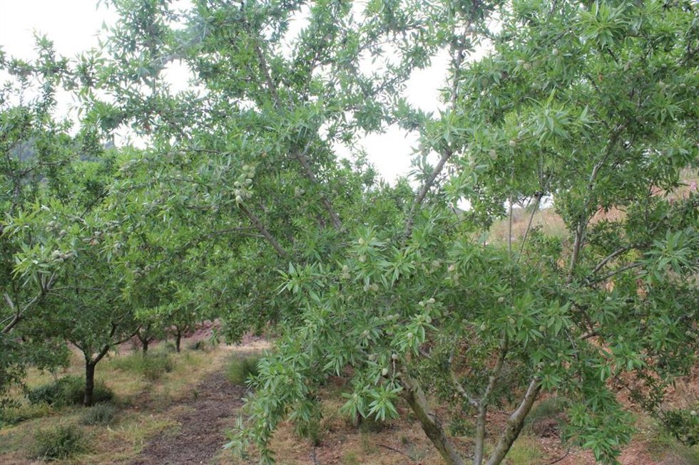 Campo de almendras