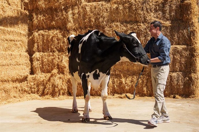 El presidente del PP de Andalucía y candidato a la reelección de la Presidencia de la Junta, Juanma Moreno, posa junto a la vaca Blanca, nieta de Fadie, fallecida recientemente y talismán de sus campañas anteriores. A 14 de mayo de 2026 en Añora, Córdoba 