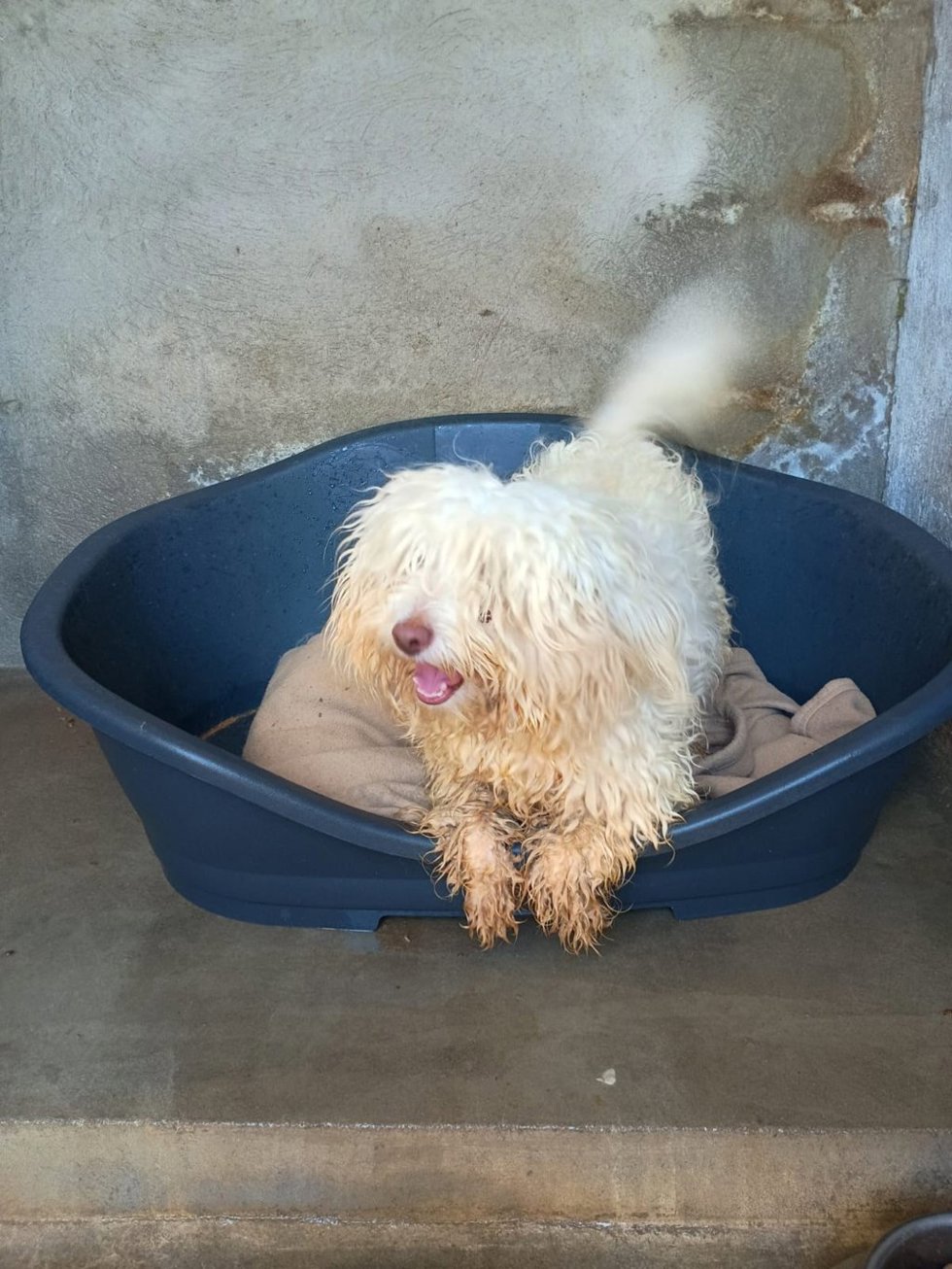 Archivo - Perro llegado en patera a Eivissa