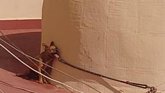 Foto: Una mujer acepta un año de cárcel por la muerte de un perro atado varios días en una azotea al sol en Torrevieja