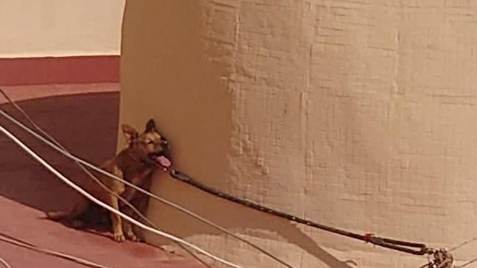 Imagen, remitida por Pacma, de Maikel, el perro fallecido por un golpe de calor en 2022