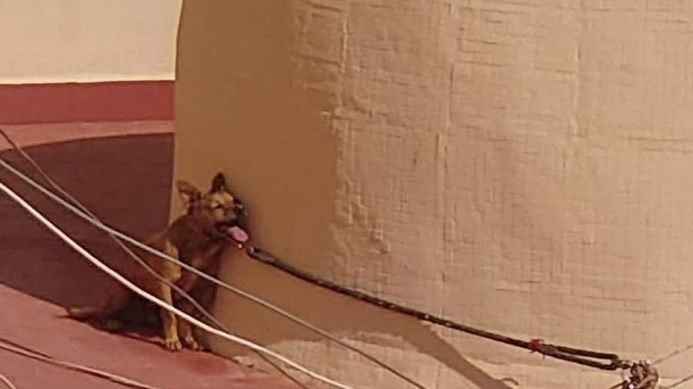 Imagen, remitida por Pacma, de Maikel, el perro fallecido por un golpe de calor en 2022