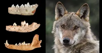 Un estudio liderado por la UCM reconstruye la evolución del lobo ibérico a partir de fósiles de más de un millón de años