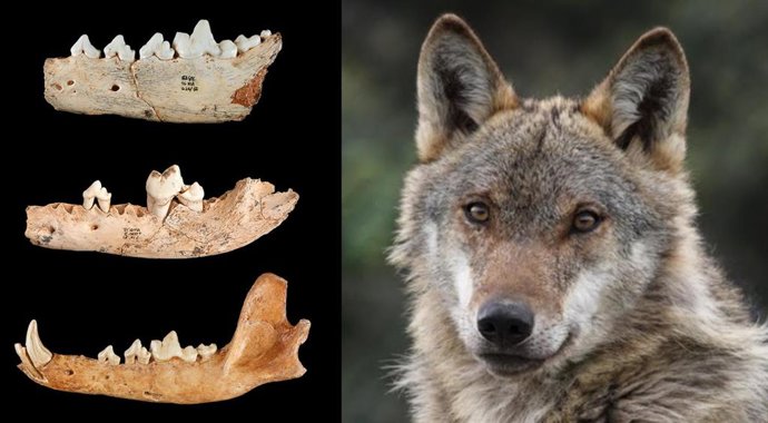 Investigadoras de la Complutense logran reconstruir parte de la historia evolutiva del lobo ibérico gracias al análisis de fósiles de más de un millón de años