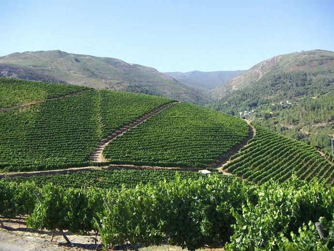 Viñedo de godello de Godeval