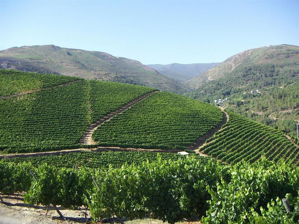 Viñedo de godello de Godeval