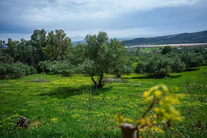Archivo - La localidad gaditana de arcos de la Frontera 