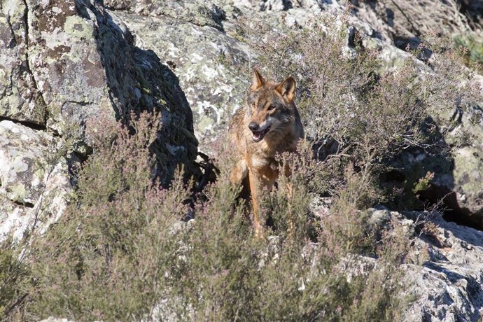 Archivo - Un lobo ibérico del Centro del Lobo Ibérico en localidad de Robledo de Sanabria.