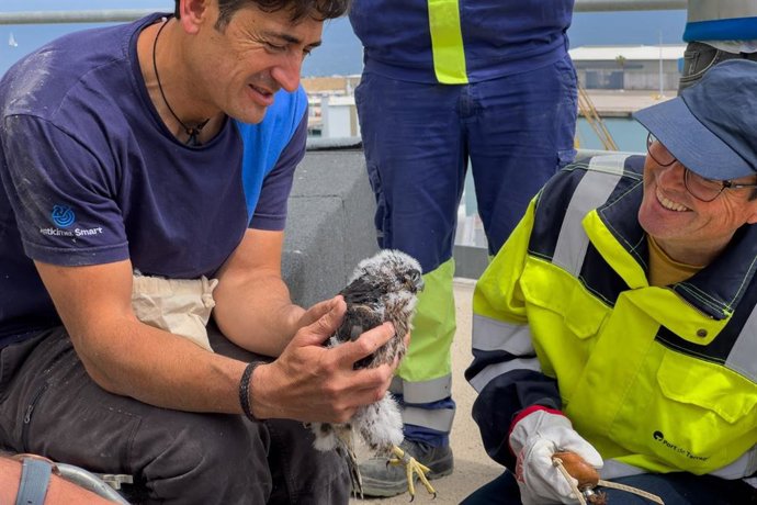 Un polluelo de halcón