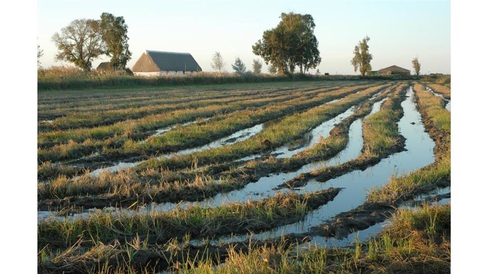 Cultivos de arroz