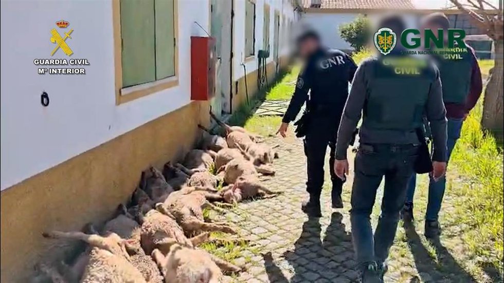 Agentes de la guardia Civil comprueban el ganado robado en Badajoz