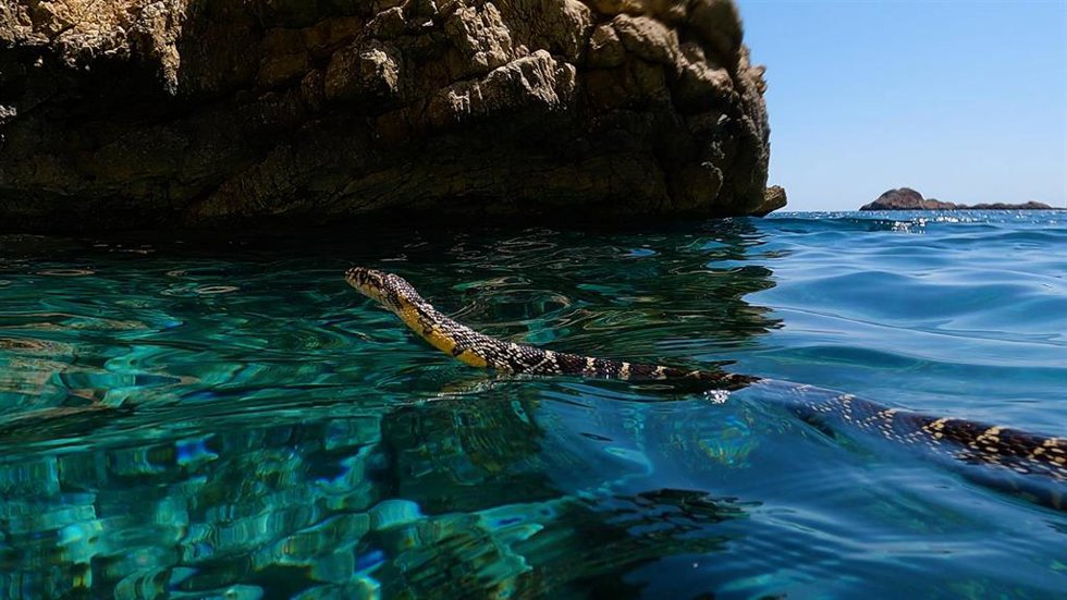 Foto de la culebra de la herradura (Hemorrhois hippocrepis) nadando