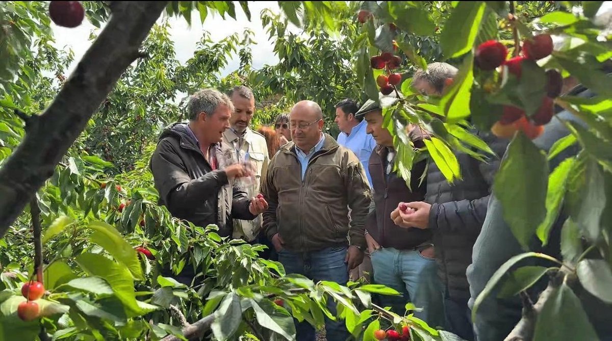 La Junta trabaja en la valoración de la cereza afectada por las últimas borrascas en el Jerte para adoptar medidas