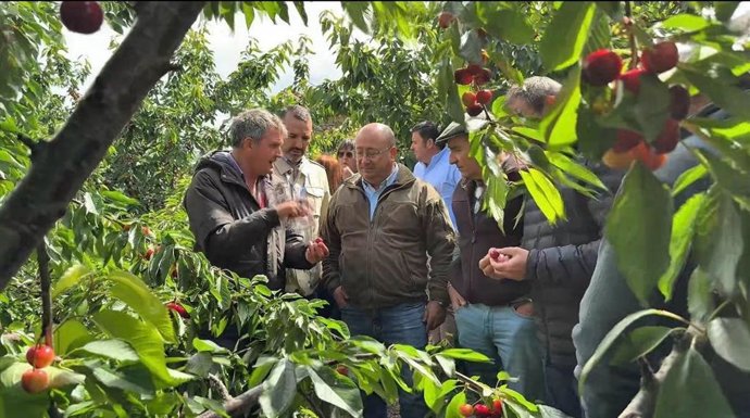 El consejero de Agricultura, Juan José García, visita explotaciones de cerezas en el Valle del Jerte afectadas por borrascas