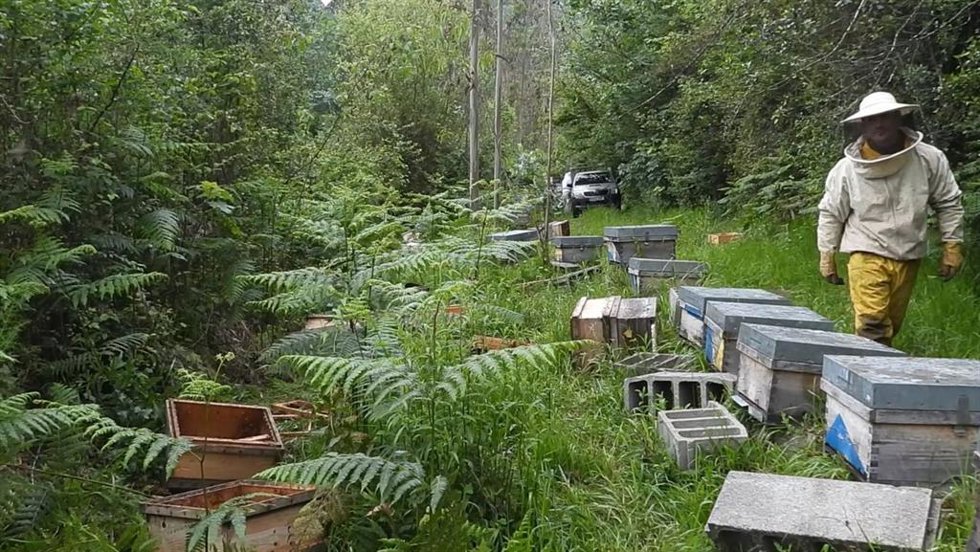 FAPAS constata que los osos se acercan a Oviedo atraídos por las colmenas instaladas en entornos forestales.