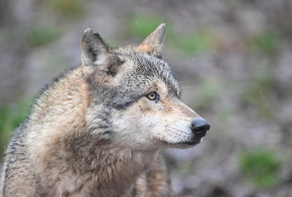 Archivo - 12 February 2026, Baden-Württemberg, Cleebronn: A wolf is photographed in an enclosure in Baden-Wuerttemberg.  A wolf has bitten a human in Germany for the first time since the species returned to the country, authorities said on Tuesday.