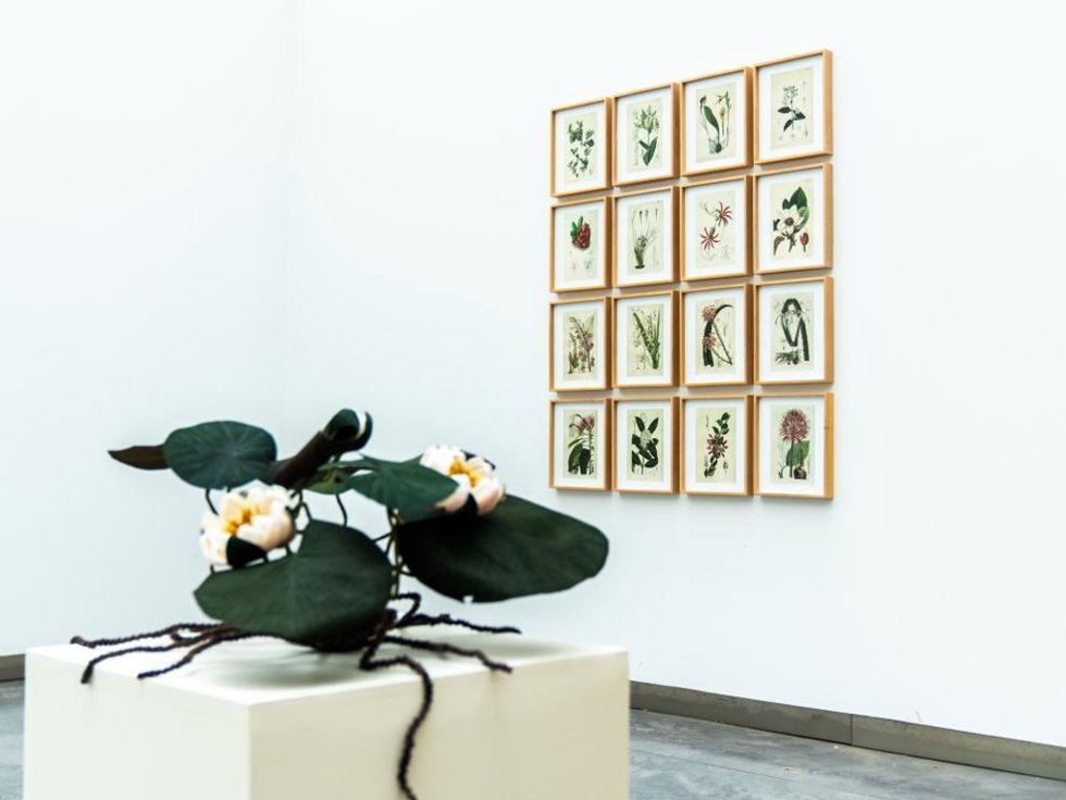 Exposición 'Ellas ilustran botánica' en el CDAN.