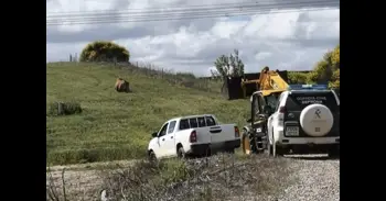 La Guardia Civil abate a una res brava que se aproximaba a la autovía A-66 en Morales del Vino (Zamora)