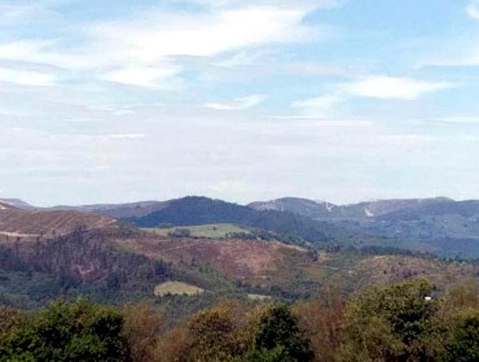 Adjudicada en 106.000 euros la repoblación de un monte de utilidad pública en Tineo.