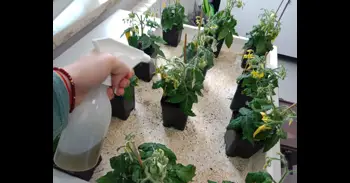 Un abono a partir de bacterias aumenta hasta un 60% la producción de cultivos en condiciones de sequía o salinidad