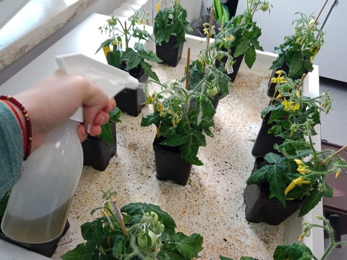 Imagen de los cultivos con abono a partir de bacterias.