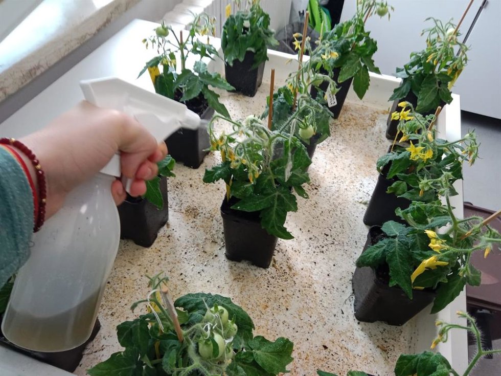Imagen de los cultivos con abono a partir de bacterias.