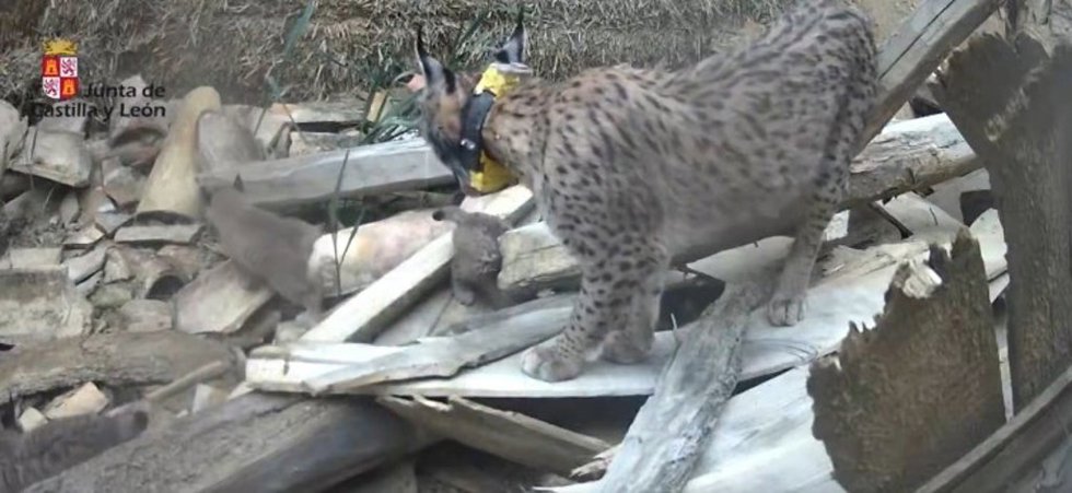 Nacen en el Cerrato palentino los cinco primeros cachorros de lince ibérico de dos camadas diferentes en el primer año del proyecto de reintroducción en Castilla y León