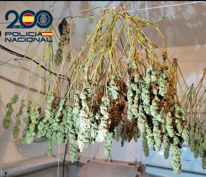 Dos detenidos por cultivar marihuana en un piso con 80 plantas en Palma