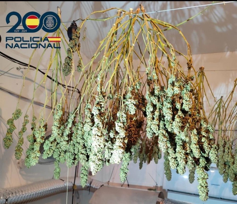 Dos detenidos por cultivar marihuana en un piso con 80 plantas en Palma