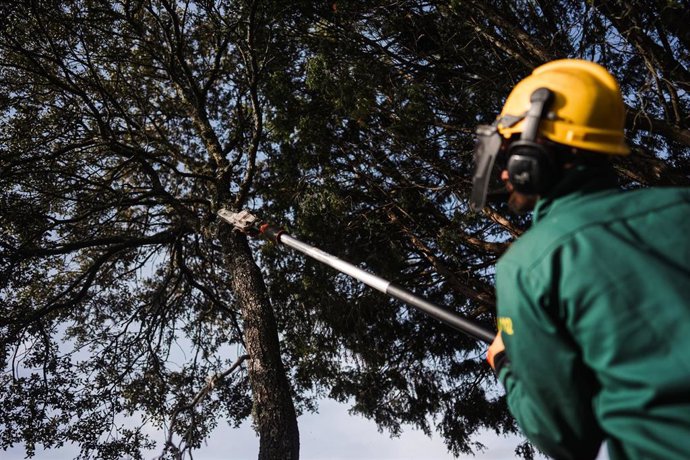 Archivo - La Comunidad actúa sobre más de 5.200 hectáreas forestales para prevenir incendios de cara a la llegada del verano