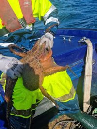 Incautados 42 kilos de pulpo y 100 kilos de pescado en la costa gallega