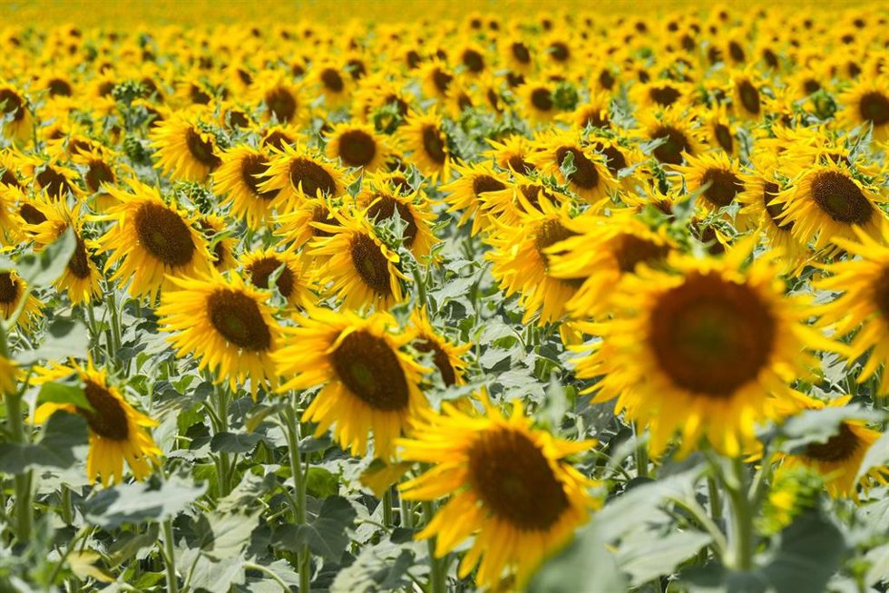 Archivo - Imágenes de un campo de girasoles en florecidos en la localidad sevillana de Sanlucar la Mayor, a 20 de junio de 2025, en Sevilla (Andalucía, España).