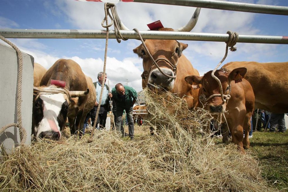 Archivo - Una vaca come durante la tercera edición de la Feria en Defensa del Ganado de Montaña, a 13 de mayo de 2023, en Cervantes, Lugo, Galicia (España). La Feira en Defensa do Gandeiro da Montaña reúne este año a más de 60 ganaderos y 180 animales. Ad