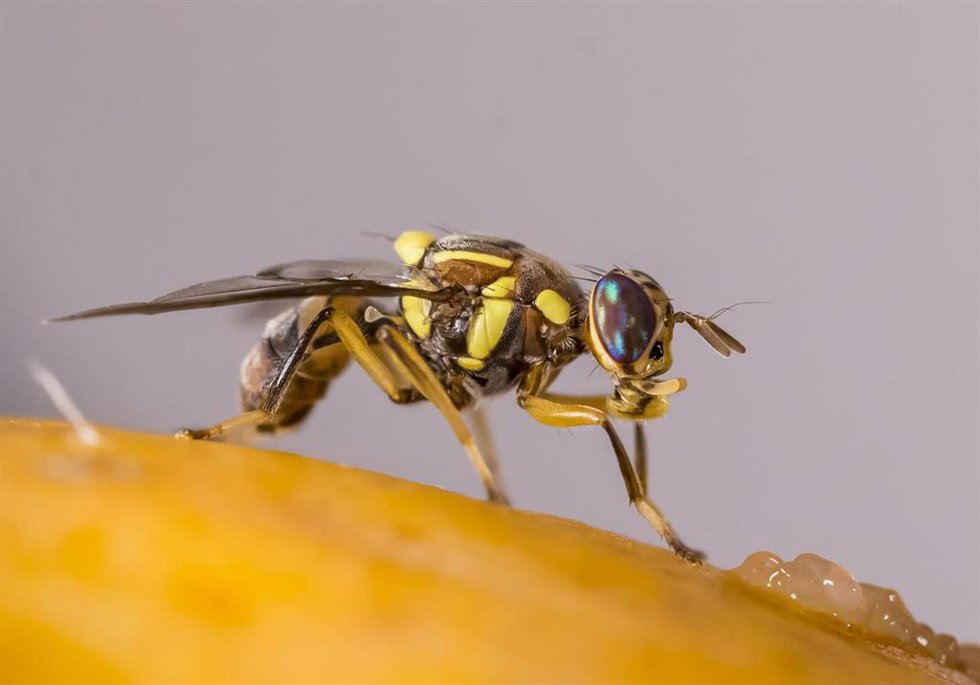Mosca oriental de la fruta