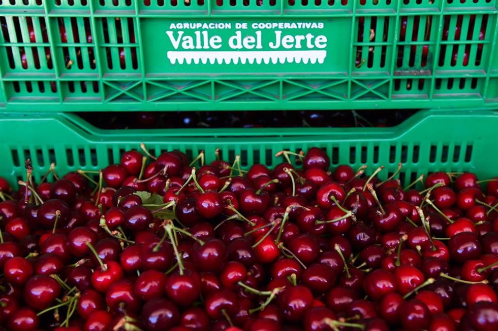 Archivo - Cajas llenas de cerezas tras la recolección, 