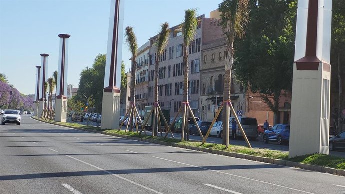 Imagen de la renovación de la mediana de la Avenida Torneo de Sevilla capital.