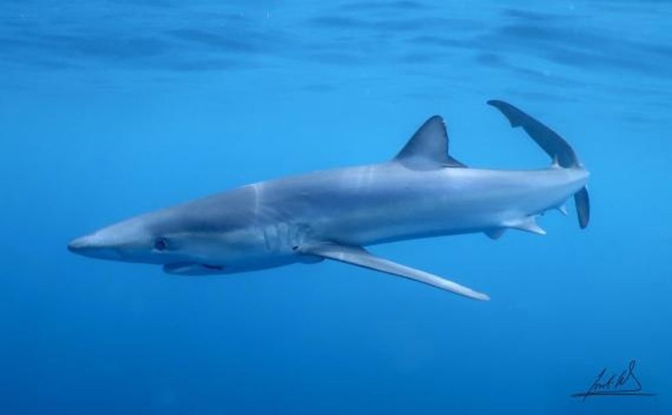 Tiburón
